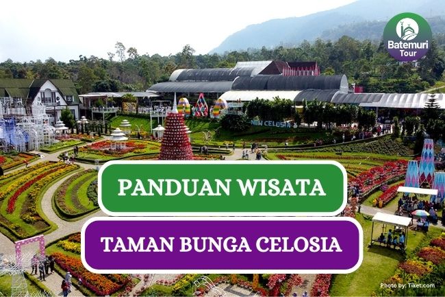 Panduan Wisata Taman Bunga Celosia Bandungan, Semarang